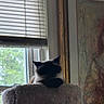 Oscar joined the competition — help win amazing prizes! cat, cat_tree, window, blinds, indoor, pet, feline, resting, shadow, framed_painting, art, home, cozy, animal, quiet, relaxing, soft_texture, daylight, nature_view, peaceful