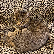 Pigalle a rejoint le concours — aidez-le/la à gagner de superbes lots ! cat, tabby_cat, animal, pet, fur, whiskers, leopard_print, blanket, pattern, cozy, resting, cute, domestic_cat, sleepy, indoor, feline, curled_up, soft, comfort, relaxed