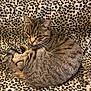 cat, tabby_cat, animal, pet, fur, whiskers, leopard_print, blanket, pattern, cozy, resting, cute, domestic_cat, sleepy, indoor, feline, curled_up, soft, comfort, relaxed