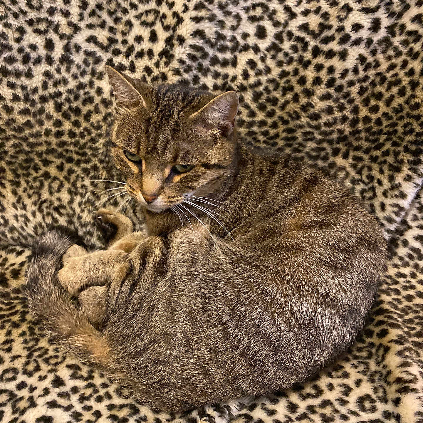 Pigalle a rejoint le concours — aidez-le/la à gagner de superbes lots ! animal, blanket, cat, comfort, cozy, curled_up, cute, domestic_cat, feline, fur, indoor, leopard_print, pattern, pet, relaxed, resting, sleepy, soft, tabby_cat, whiskers