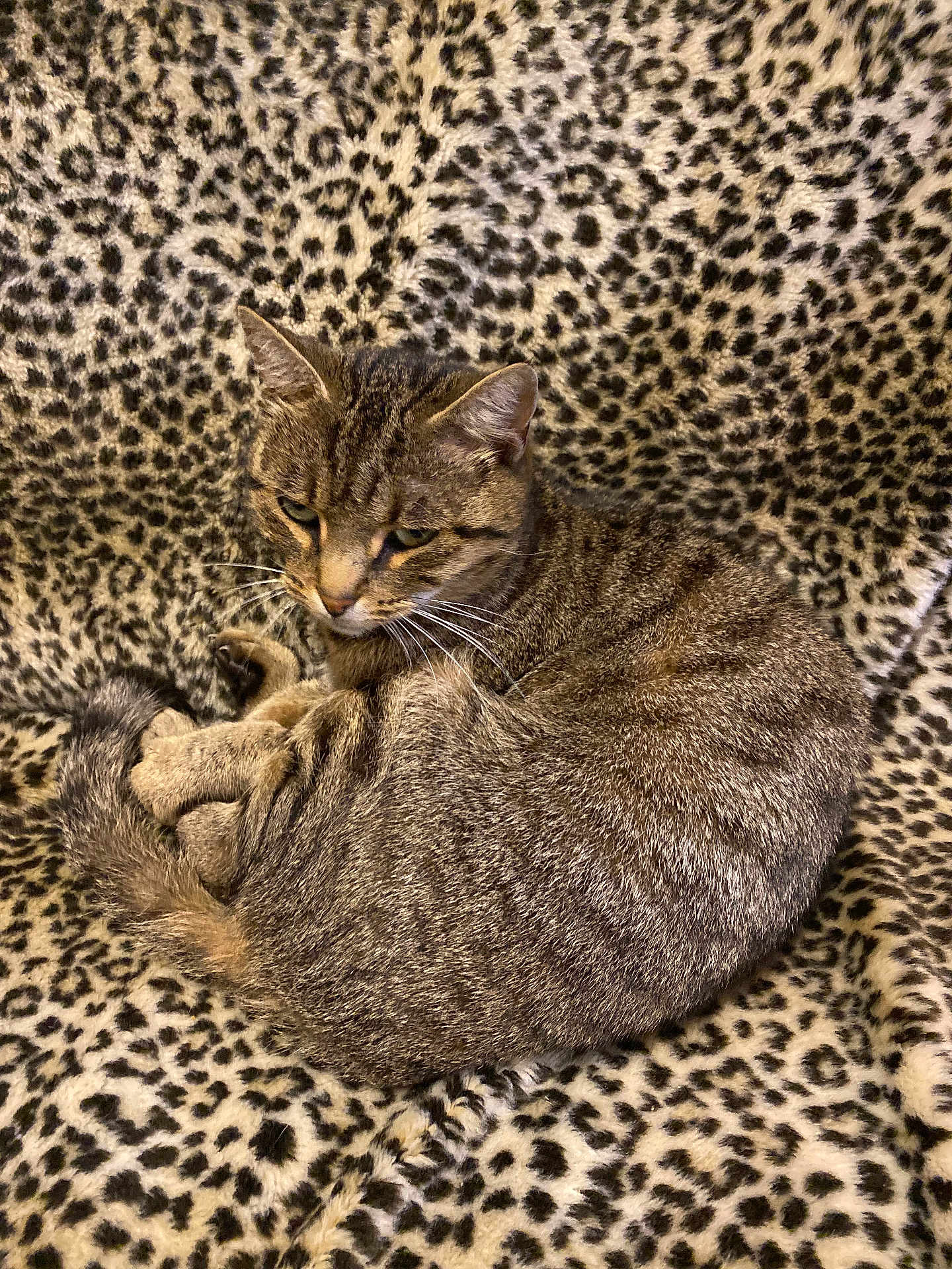 Pigalle a rejoint le concours — aidez-le/la à gagner de superbes lots ! cat, tabby_cat, animal, pet, fur, whiskers, leopard_print, blanket, pattern, cozy, resting, cute, domestic_cat, sleepy, indoor, feline, curled_up, soft, comfort, relaxed