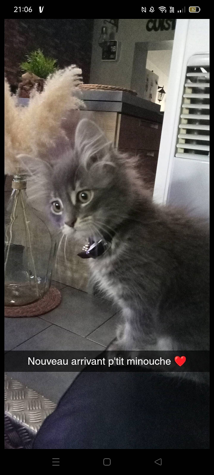 P'Tit Minouche a rejoint le concours — aidez-le/la à gagner de superbes lots ! box, british_longhair, carnivore, cat, companion_dog, felidae, font, fur, monochrome, monochrome_photography, paw, photo_caption, small_to_medium_sized_cats, tail, whiskers