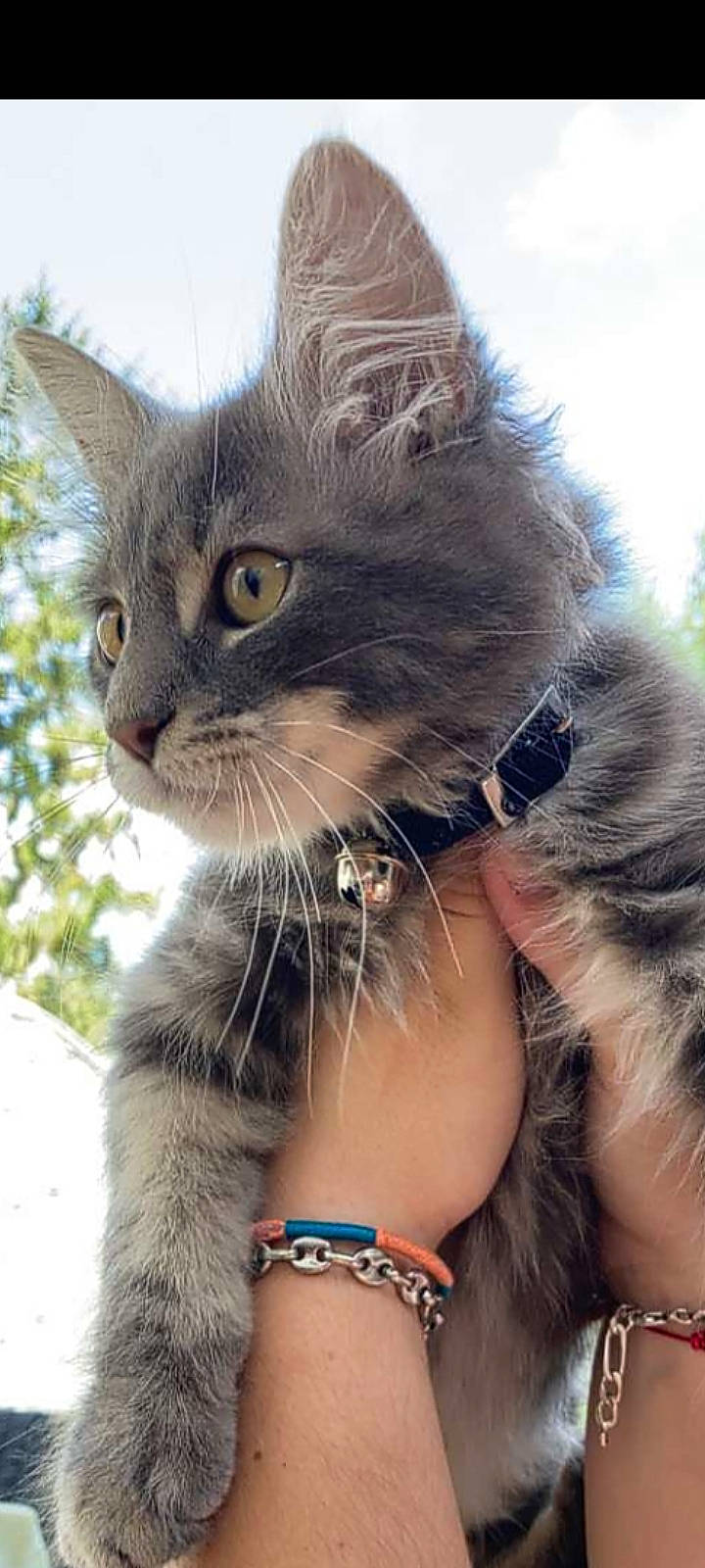 P'Tit Minouche a rejoint le concours — aidez-le/la à gagner de superbes lots ! bracelet, carnivore, cat, claw, domestic_short_haired_cat, fawn, felidae, fur, gesture, grass, happy, paw, small_to_medium_sized_cats, snout, tail, tree, whiskers, window