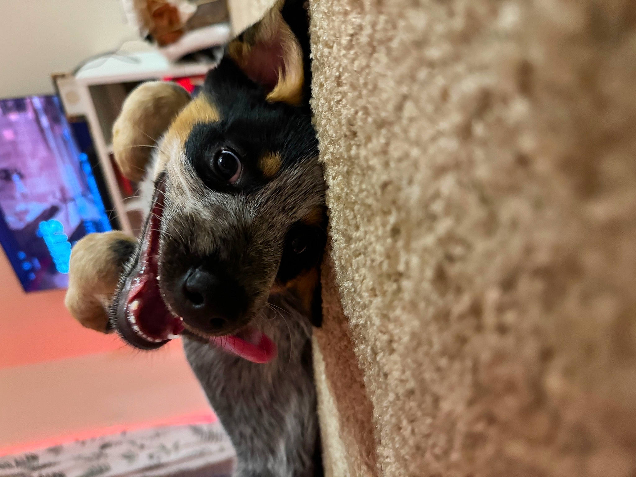 Rocket is registered to the contest to win money with this photo: canidae, carnivore, claw, dog_breed, domestic_short_haired_cat, ear, fawn, felidae, fur, paw, small_to_medium_sized_cats, snout, sporting_group, terrestrial_animal, whiskers, wood