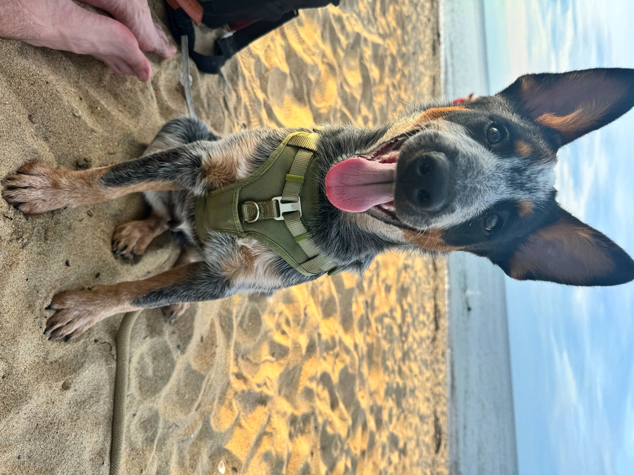 Rocket is registered to the contest to win money with this photo: adventure, canidae, carnivore, collar, companion_dog, dog, dog_breed, dog_collar, dog_supply, fawn, fun, guard_dog, leash, pet_supply, recreation, snout, soil, sporting_group, working_animal, working_dog