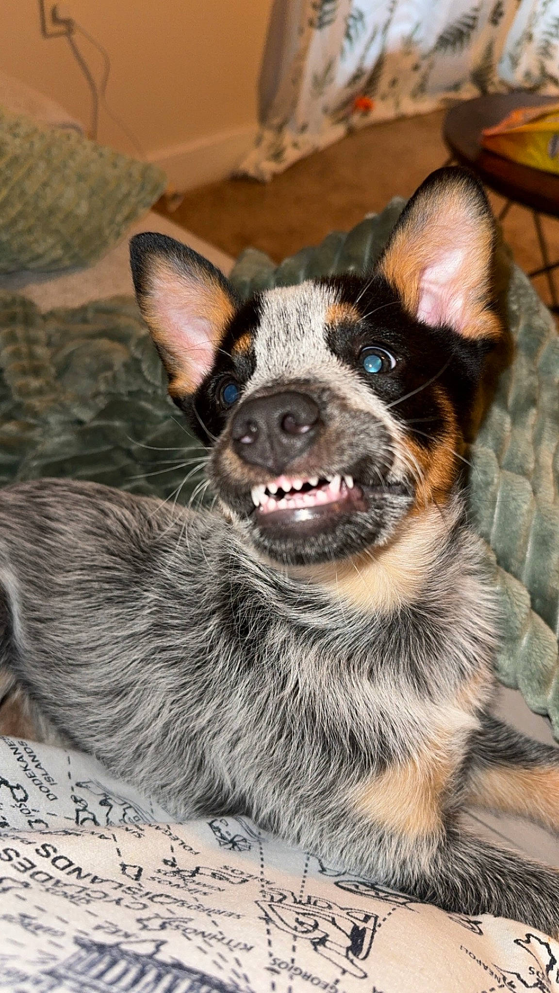Rocket is registered to the contest to win money with this photo: canidae, carnivore, companion_dog, dog, dog_breed, ear, fawn, fur, handwriting, herding_dog, paw, puppy, snout, sporting_group, terrestrial_animal, texas_heeler, toy_dog, whiskers, working_animal, working_dog