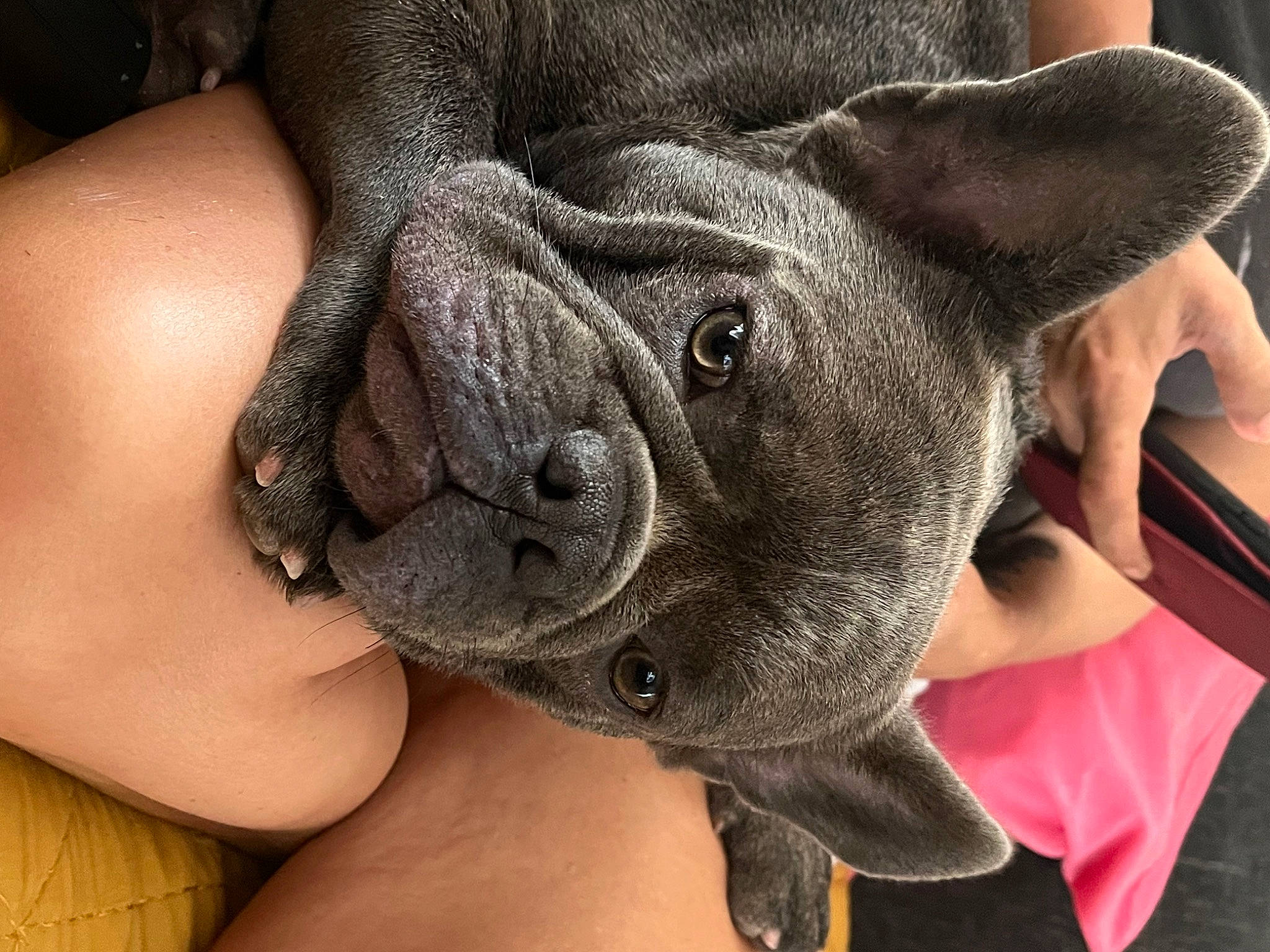 Milo is registered to the contest to win money with this photo: carnivore, comfort, companion_dog, dog, dog_breed, ear, eye, fawn, finger, foot, fur, gesture, head, nail, paw, snout, toy_dog, whiskers, working_animal, wrinkle