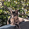 animal, cat, ears, eyes, flowering_tree, fur, greenery, ledge, nature, outdoor, paws, pet, relaxing, resting, spring, sunlight, tabby_cat, tree_branch, whiskers, white_flowers
