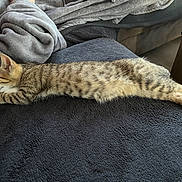 Ayko participe au concours pour gagner de l'argent avec cette photo : animal, blanket, cat, cozy, cute, feline, fur, home, indoor, kitten, nap, pet, relaxing, resting, sleeping, soft, stretching, striped, tabby, young