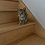 Ayko a rejoint le concours — aidez-le/la à gagner de superbes lots ! animal, cat, curious, cute, domestic, ears, feline, house, indoor, kitten, mammal, paws, pet, sitting, small, stairs, tabby, whiskers, wood, young