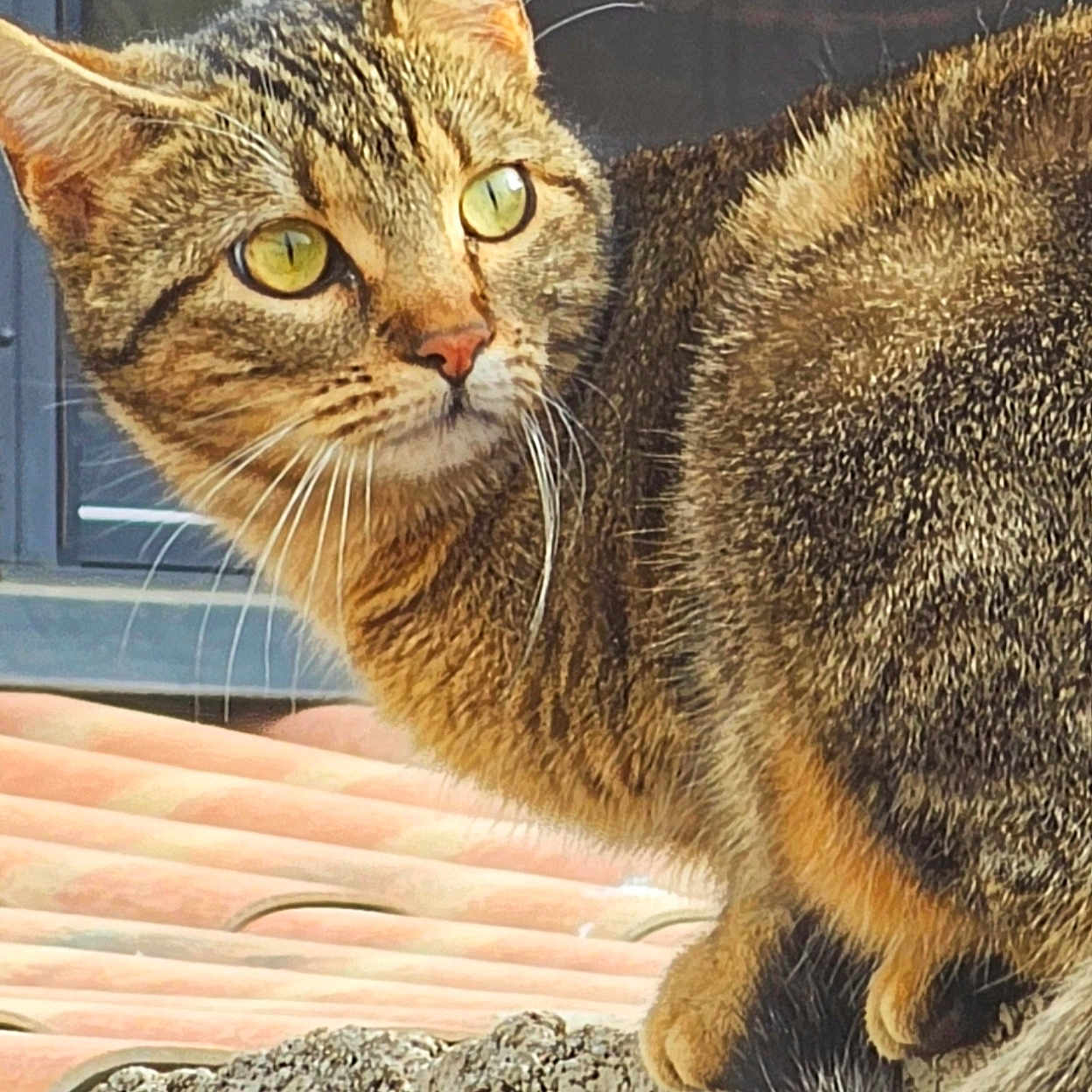 Glouton a rejoint le concours — aidez-le/la à gagner de superbes lots ! abyssinian, animal, cat, egyptiancat, kitten, manx, pet