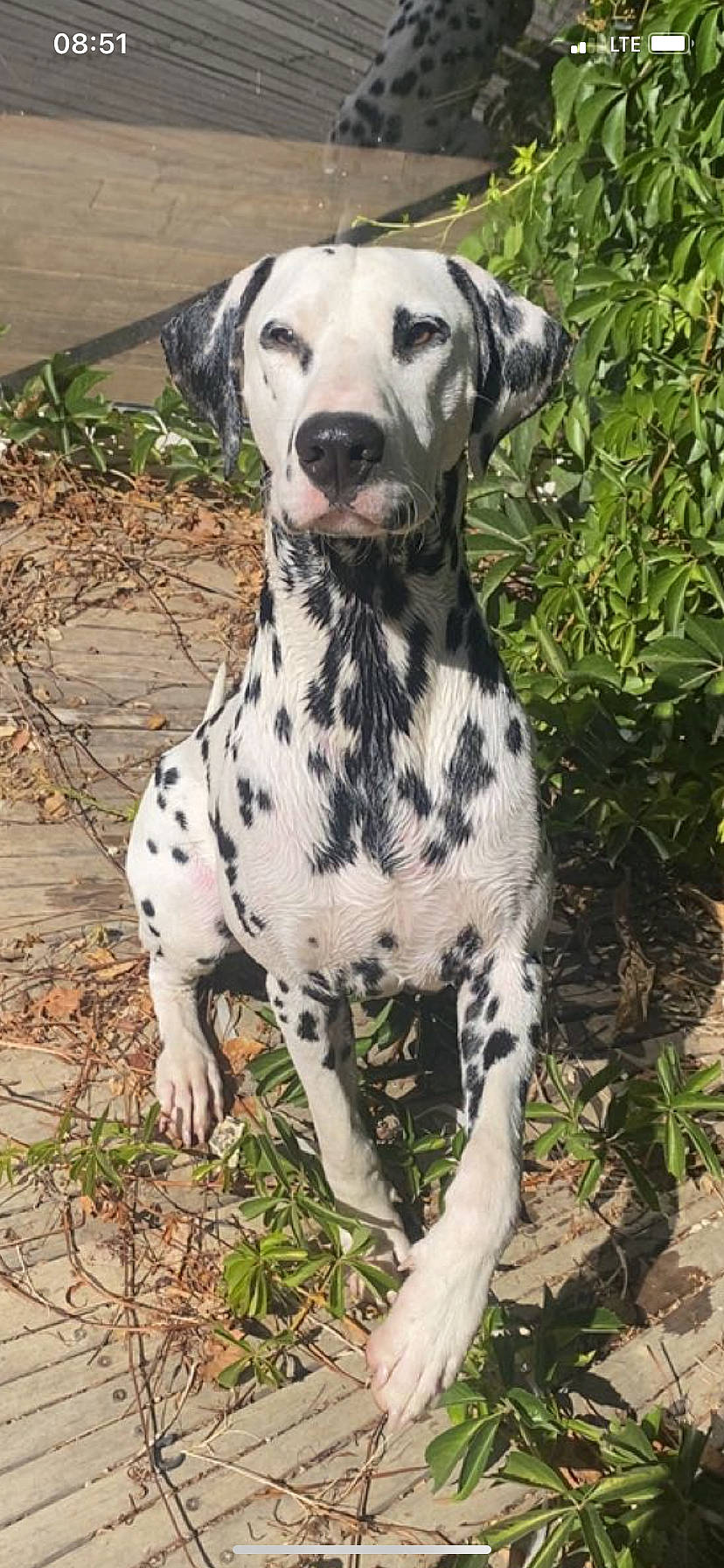 Skippy a rejoint le concours — aidez-le/la à gagner de superbes lots ! canidae, carnivore, companion_dog, dalmatian, dog, dog_breed, dog_supply, fawn, grass, military_camouflage, non_sporting_group, plant, snout, sporting_group, terrestrial_animal, whiskers, working_animal, working_dog