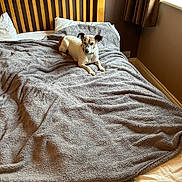 Jack joined the competition — help win amazing prizes! dog, bed, blanket, wooden_headboard, window, curtains, pillow, indoor, cozy, resting, small_dog, light, home, furniture, relaxing, comfort, brown_wall, white_pillow, sleep_area, domestic