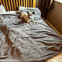 dog, bed, blanket, wooden_headboard, window, curtains, pillow, indoor, cozy, resting, small_dog, light, home, furniture, relaxing, comfort, brown_wall, white_pillow, sleep_area, domestic