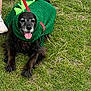 dog, black_dog, grass, leash, costume, knitted, green, tongue_out, pet, outdoor, animal, canine, happy, panting, clothing, person_partial, nature, summer, playful, resting