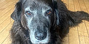 Bonzo is registered to the contest to win money with this photo: dog, black_dog, old_dog, lying_down, wooden_floor, indoors, pet, animal, muzzle, fur, ears, eyes, nostrils, collar, home, room, shoes, storage_box, rainbow, floor
