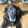 dog, black_dog, old_dog, lying_down, wooden_floor, indoors, pet, animal, muzzle, fur, ears, eyes, nostrils, collar, home, room, shoes, storage_box, rainbow, floor