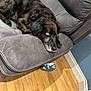 dog, sleeping, black_dog, couch, gray_couch, wooden_floor, sock, indoor, pet, resting, cozy, fur, quiet, relaxation, corner, home, calm, paw, napping, domestic