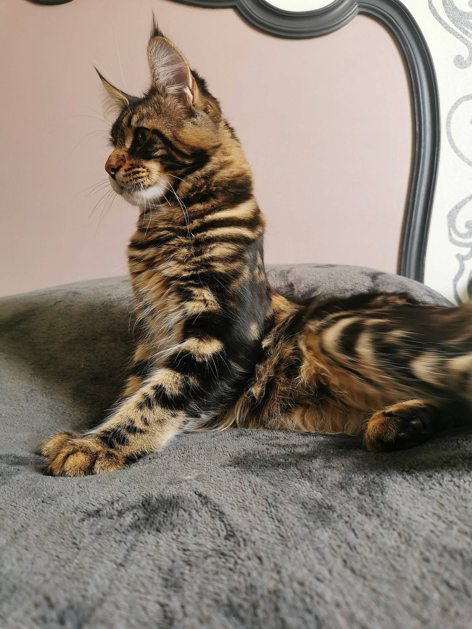 Thaï a rejoint le concours — aidez-le/la à gagner de superbes lots ! carnivore, cat, claw, domestic_short_haired_cat, door, felidae, fur, paw, sitting, small_to_medium_sized_cats, snout, tail, terrestrial_animal, whiskers, wildlife