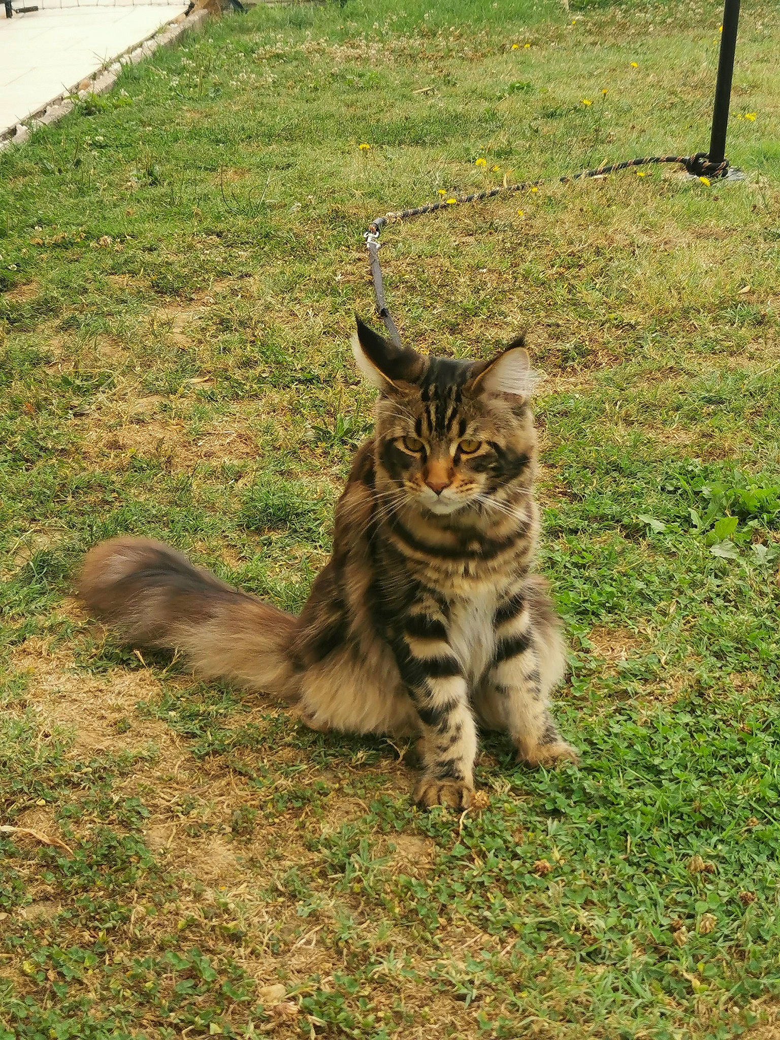 Thaï participe au concours pour gagner de l'argent avec cette photo : carnivore, cat, domestic_short_haired_cat, felidae, fur, grass, groundcover, lawn, plant, sitting, small_to_medium_sized_cats, tail, terrestrial_animal, whiskers, wildlife