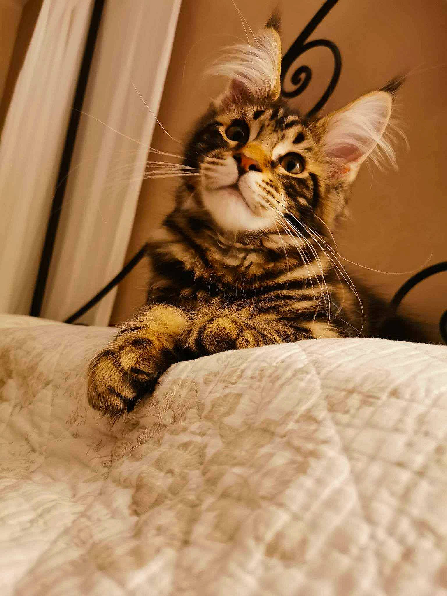 Thaï a rejoint le concours — aidez-le/la à gagner de superbes lots ! bed, carnivore, cat, claw, comfort, domestic_short_haired_cat, eye, fawn, felidae, fur, human_leg, linens, paw, room, small_to_medium_sized_cats, snout, tail, terrestrial_animal, whiskers, wood