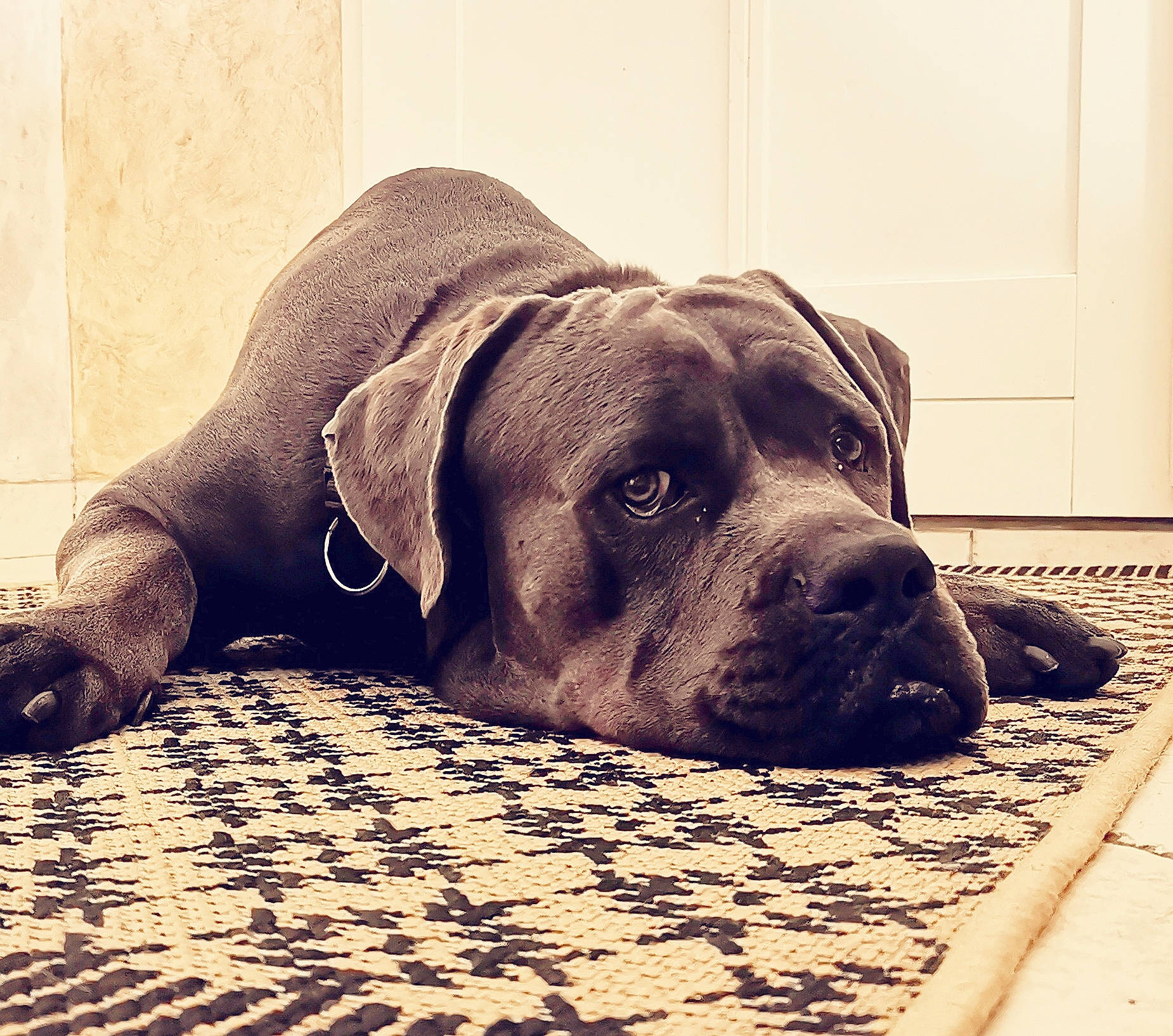 Taho a rejoint le concours — aidez-le/la à gagner de superbes lots ! carnivore, comfort, companion_dog, dog, dog_breed, dog_collar, dog_supply, fawn, flooring, fur, guard_dog, monochrome, monochrome_photography, pattern, pet_supply, sporting_group, tints_and_shades, whiskers, wood, working_animal