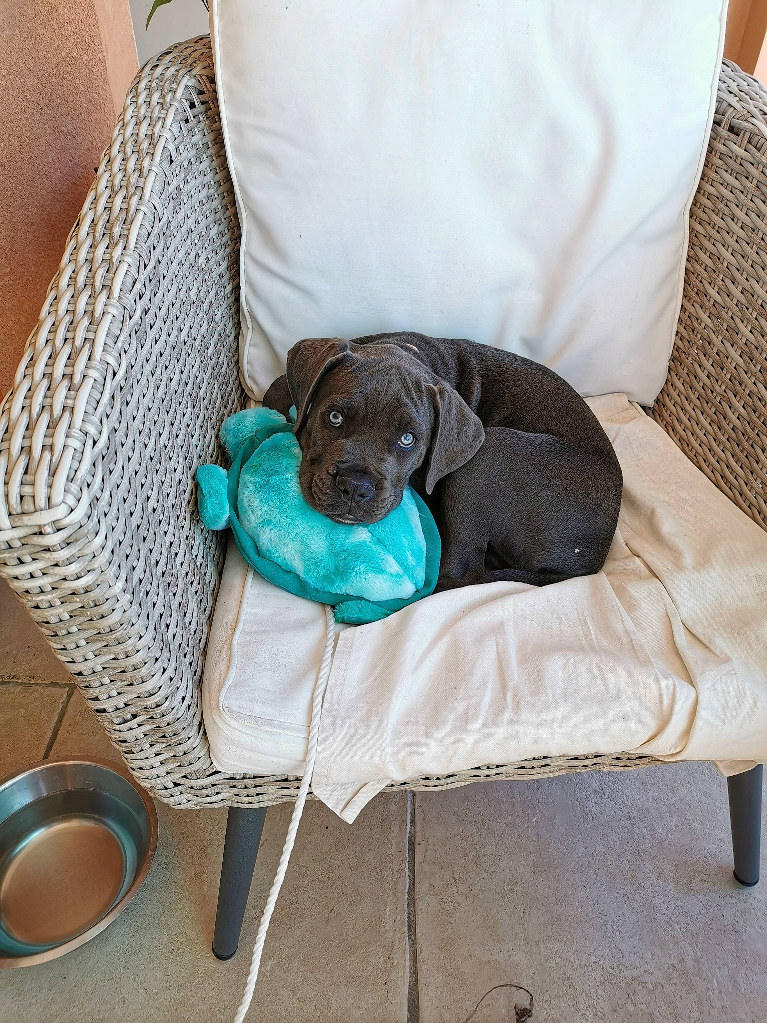 Taho a rejoint le concours — aidez-le/la à gagner de superbes lots ! bag, carnivore, collar, comfort, companion_dog, couch, dog, dog_breed, dog_supply, fashion_accessory, grey, linens, liver, pet_supply, pillow, serveware, sporting_group, tableware, throw_pillow, working_animal