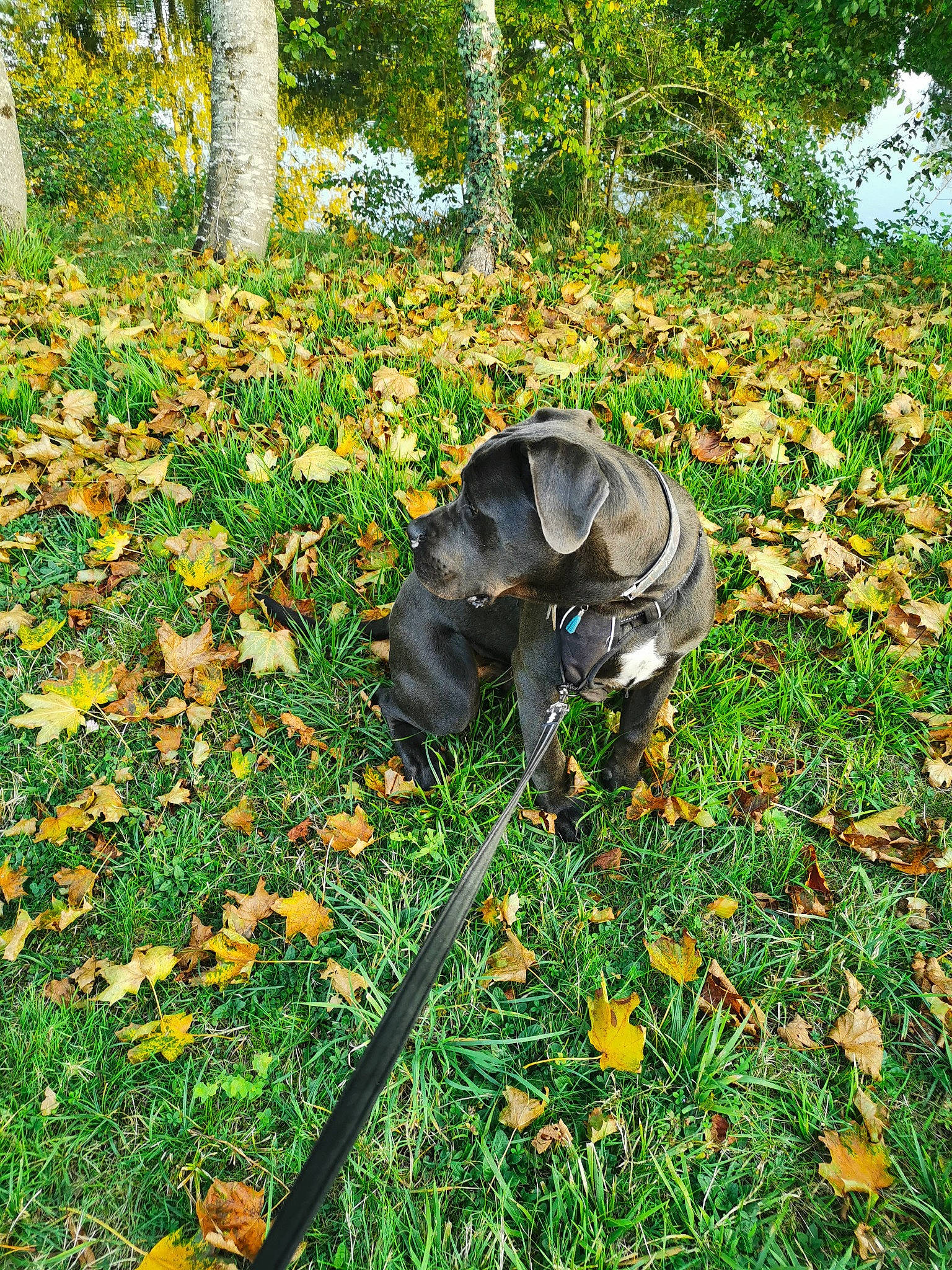 Taho participe au concours pour gagner de l'argent avec cette photo : deciduous, fawn, flower, flowering_plant, garden, grass, grassland, groundcover, landscape, lawn, lawn_ornament, natural_landscape, people_in_nature, plant, shrub, terrestrial_animal, tree, trunk, wood, working_animal