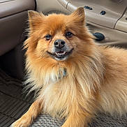Thumper joined the competition — help win amazing prizes! dog, pomeranian, car, seat, interior, smiling_dog, fluffy, pet, animal, canine, relaxed, brown_fur, close_up, portrait, domestic_animal, vehicle, window, daylight, happy, companion
