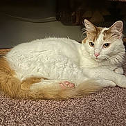 Naomi joined the competition — help win amazing prizes! cat, indoor, carpet, furniture, orange, white, pet, animal, resting, fur, cute, alert, cozy, domestic, mammal, whiskers, tail, paws, relaxed, eyes