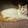 cat, indoor, carpet, furniture, orange, white, pet, animal, resting, fur, cute, alert, cozy, domestic, mammal, whiskers, tail, paws, relaxed, eyes