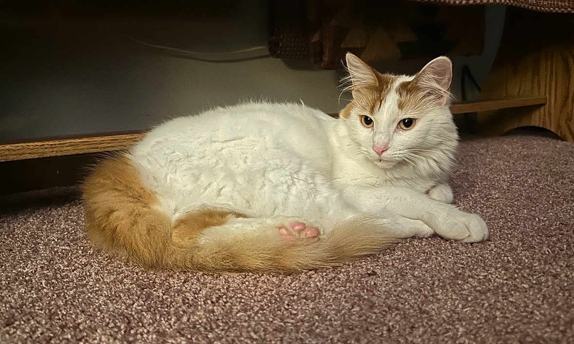 Naomi joined the competition — help win amazing prizes! cat, indoor, carpet, furniture, orange, white, pet, animal, resting, fur, cute, alert, cozy, domestic, mammal, whiskers, tail, paws, relaxed, eyes