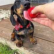 Koopa a rejoint le concours — aidez-le/la à gagner de superbes lots ! dog, dachshund, puppy, tongue, strawberry, red_bandana, hand, wooden_deck, grass, outdoor, pet, animal, cute, licking, snout, black_and_tan, closeup, summer, playful, domestic_dog