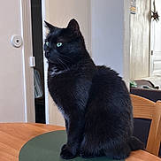 Pixi a rejoint le concours — aidez-le/la à gagner de superbes lots ! animal, black_cat, calm, cat, domestic, domestic_cat, ears, feline, fur, furniture, green_eyes, green_mat, household, indoor, looking_away, pet, quiet, sitting, whiskers, wooden_table