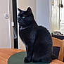 animal, black_cat, calm, cat, domestic, domestic_cat, ears, feline, fur, furniture, green_eyes, green_mat, household, indoor, looking_away, pet, quiet, sitting, whiskers, wooden_table