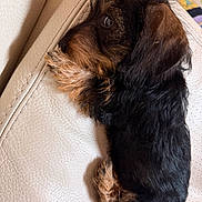 Baya participe au concours pour gagner de l'argent avec cette photo : puppy, dog, resting, curled_up, black_fur, brown_fur, leather_couch, indoor, pet, cute, small_dog, fur, animal, side_view, cozy, domestic_animal, companion, young_dog, relaxed, soft_texture