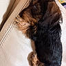 animal, black_fur, brown_fur, companion, cozy, curled_up, cute, dog, domestic_animal, fur, indoor, leather_couch, pet, puppy, relaxed, resting, side_view, small_dog, soft_texture, young_dog