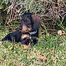 Baya participe au concours pour gagner de l'argent avec cette photo : dog, puppy, wire_haired_dachshund, grass, outdoor, nature, leafy_bushes, twigs, collar, pet, animal, cute, fur, canine, young_dog, resting, greenery, small_dog, side_view, sunlight