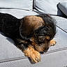 adorable, animal, black, brown, canine, closeup, couch, cute, dog, fur, gray, laying, outdoor, pet, puppy, relaxed, resting, small, sunlight, young
