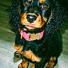 puppy, dog, black_and_tan, curly_ears, pink_collar, indoor, wooden_floor, pet, cute, animal, young_dog, looking_up, adorable, fur, sitting, companion, domestic_animal, portrait, canine, friendly