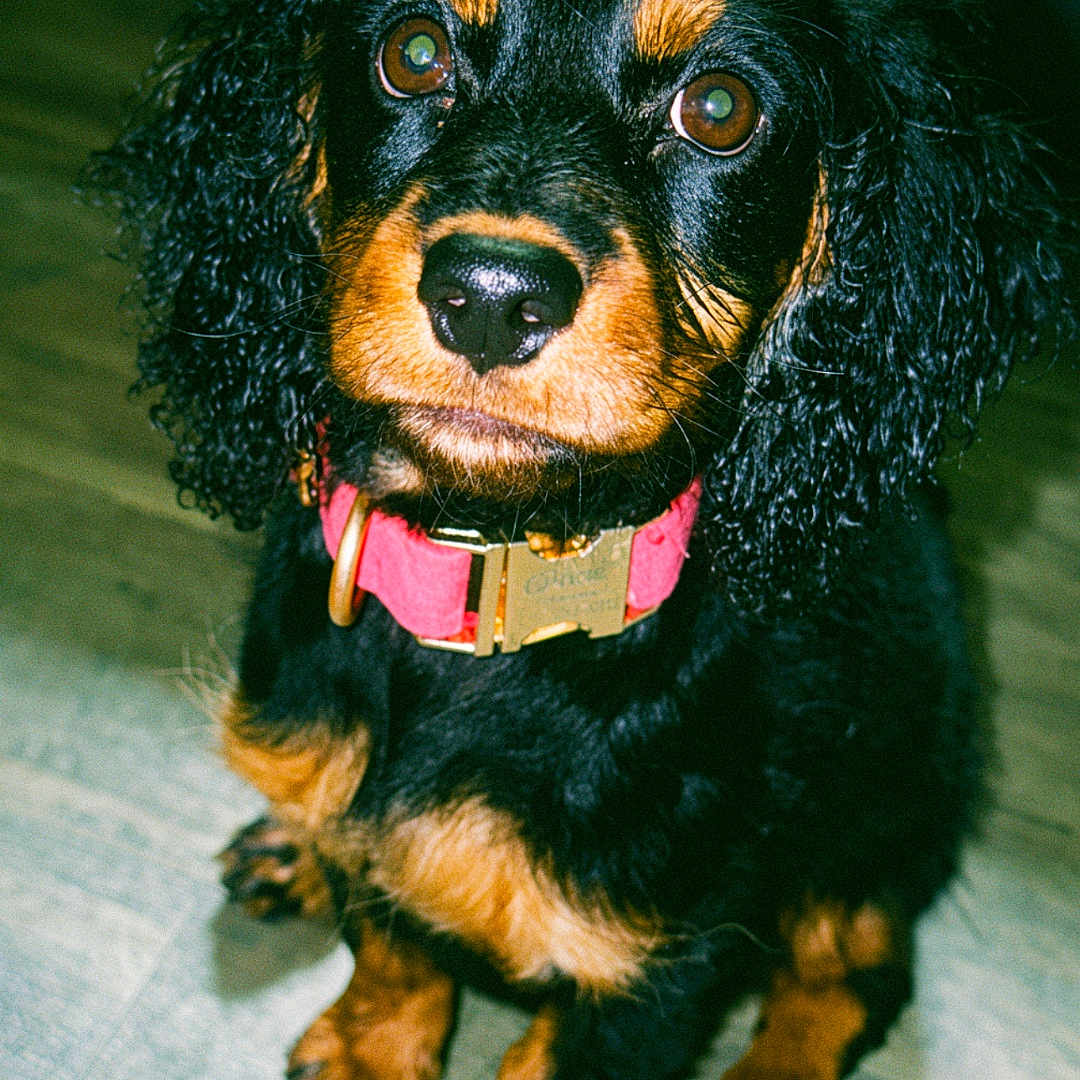 Gracie