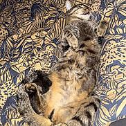 Tigrou a rejoint le concours — aidez-le/la à gagner de superbes lots ! tabby_cat, cat, pet, animal, lying_down, relaxed, fur, whiskers, paws, belly, striped, indoor, blanket, pattern, comfort, cute, sleeping, resting, cozy, feline