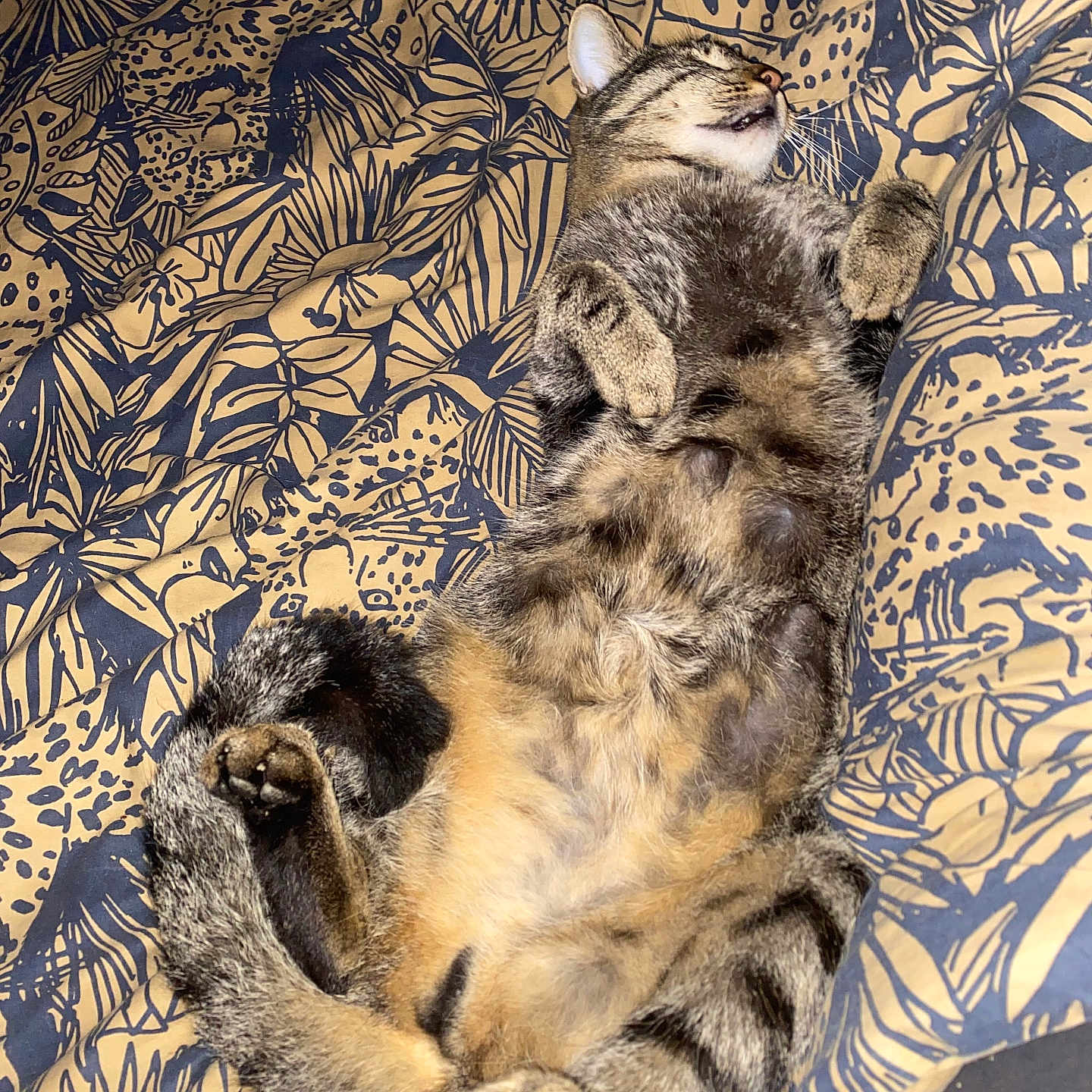 Tigrou a rejoint le concours — aidez-le/la à gagner de superbes lots ! animal, belly, blanket, cat, comfort, cozy, cute, feline, fur, indoor, lying_down, pattern, paws, pet, relaxed, resting, sleeping, striped, tabby_cat, whiskers