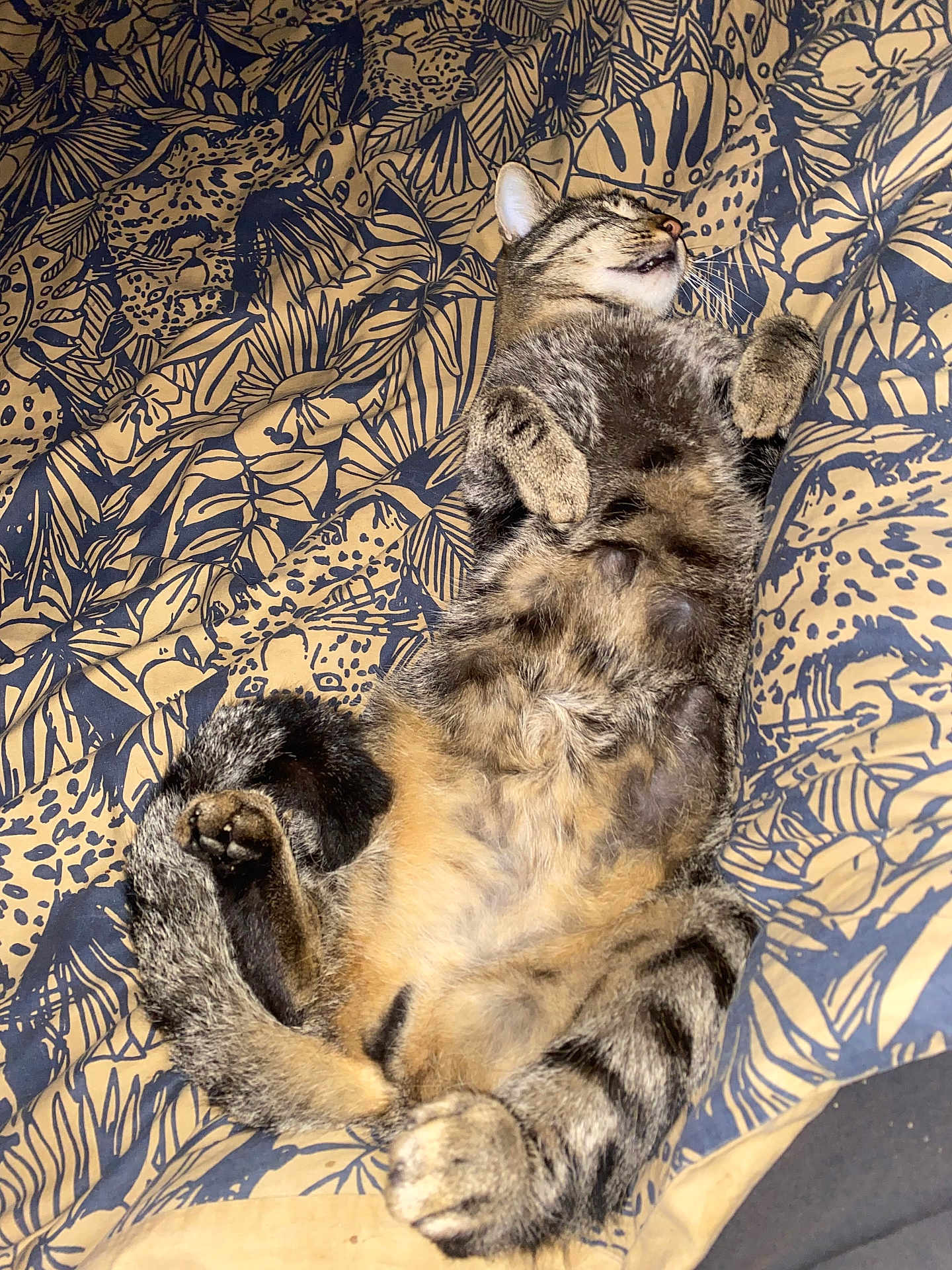 Tigrou a rejoint le concours — aidez-le/la à gagner de superbes lots ! tabby_cat, cat, pet, animal, lying_down, relaxed, fur, whiskers, paws, belly, striped, indoor, blanket, pattern, comfort, cute, sleeping, resting, cozy, feline