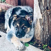 Oreo is registered to the contest to win money with this photo: puppy, dog, german_shepherd, young, animal, outdoor, tree_trunk, wooden_fence, concrete, paw, fur, cute, pet, nature, leaf, plant, resting, looking, adorable, calm