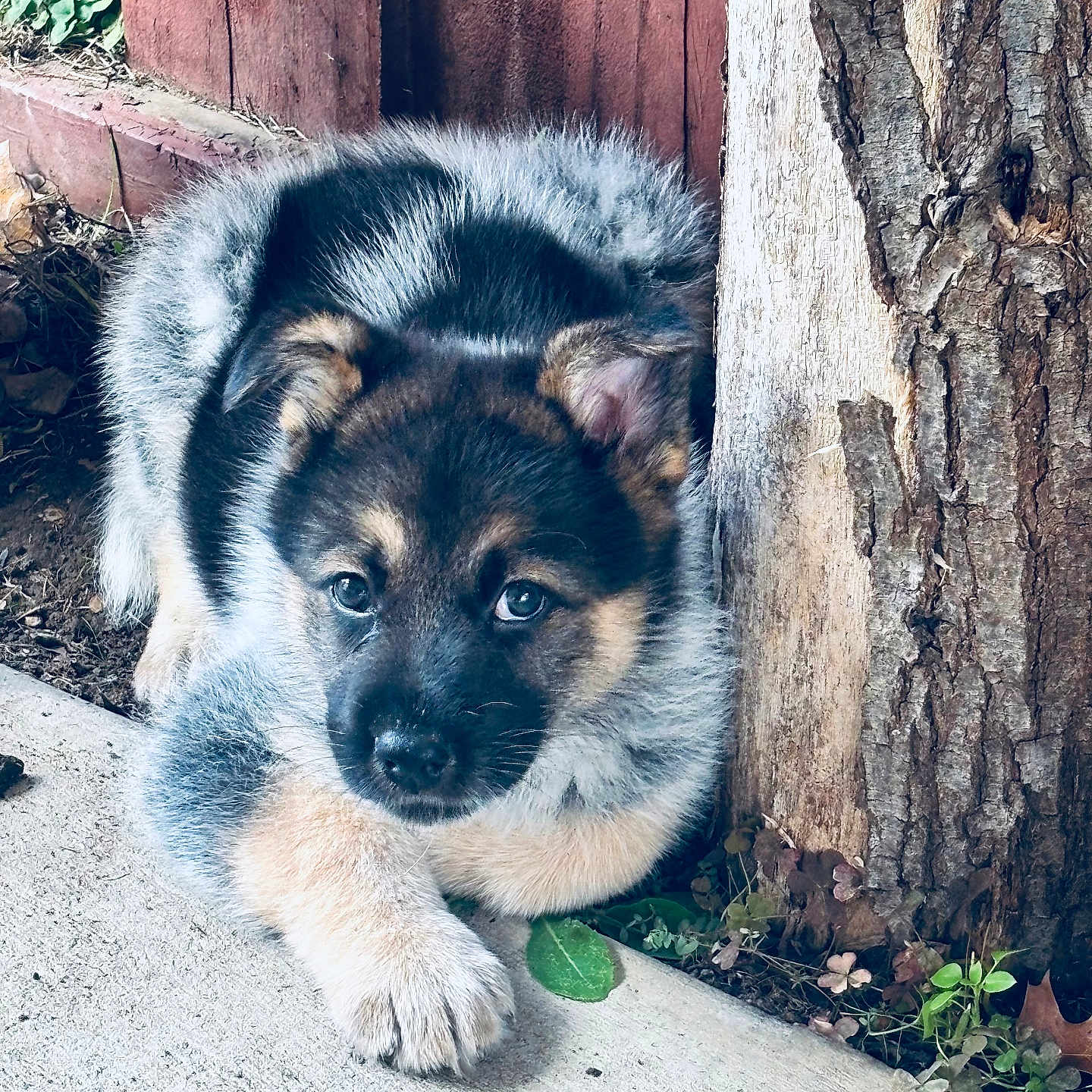 Oreo is registered to the contest to win money with this photo: adorable, animal, calm, concrete, cute, dog, fur, german_shepherd, leaf, looking, nature, outdoor, paw, pet, plant, puppy, resting, tree_trunk, wooden_fence, young