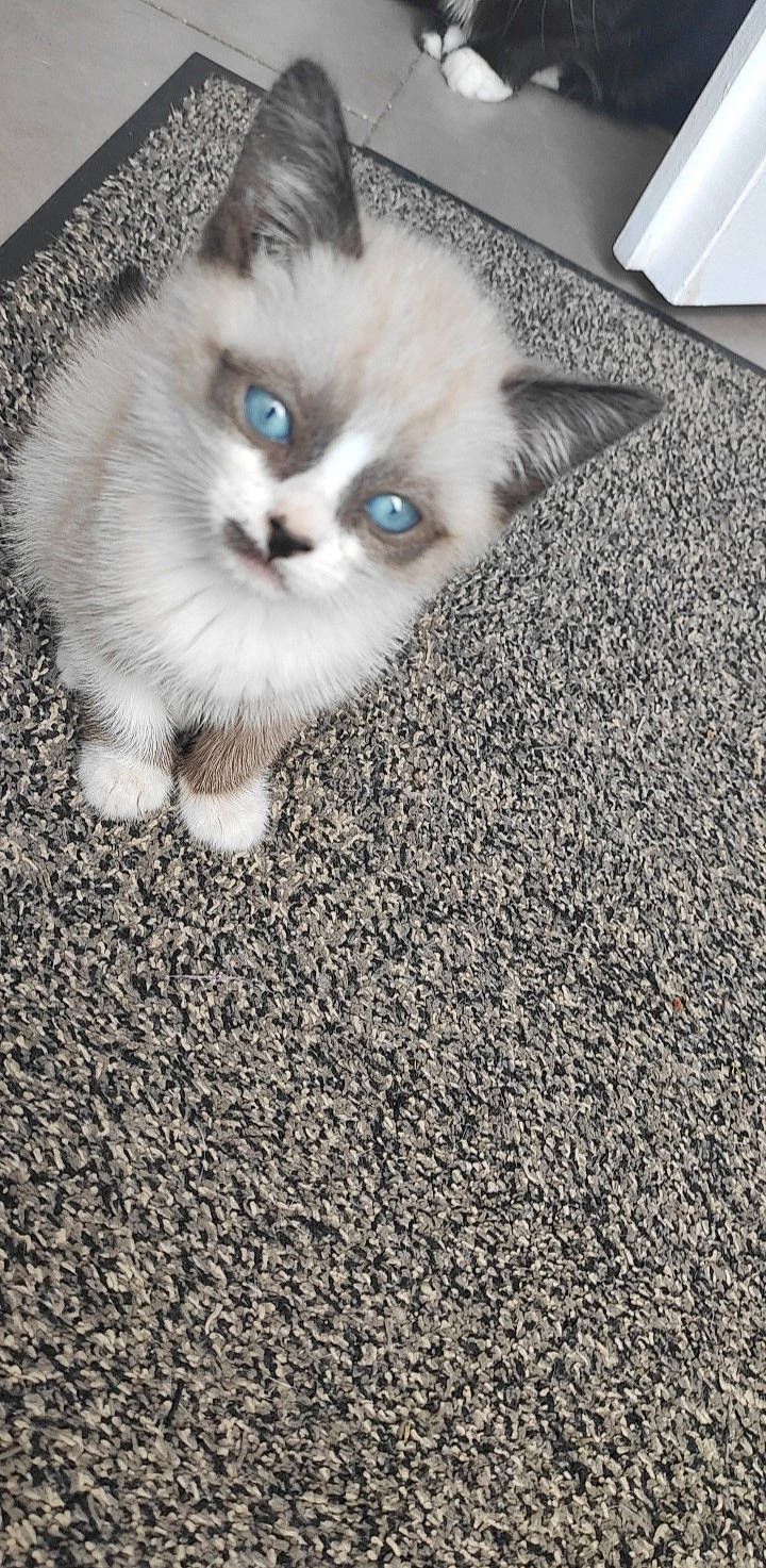 Moufasa a rejoint le concours — aidez-le/la à gagner de superbes lots ! asphalt, balinese, carnivore, carpet, cat, claw, domestic_short_haired_cat, fawn, felidae, flooring, fur, paw, photo_caption, road_surface, small_to_medium_sized_cats, snout, soil, tail, terrestrial_animal, whiskers