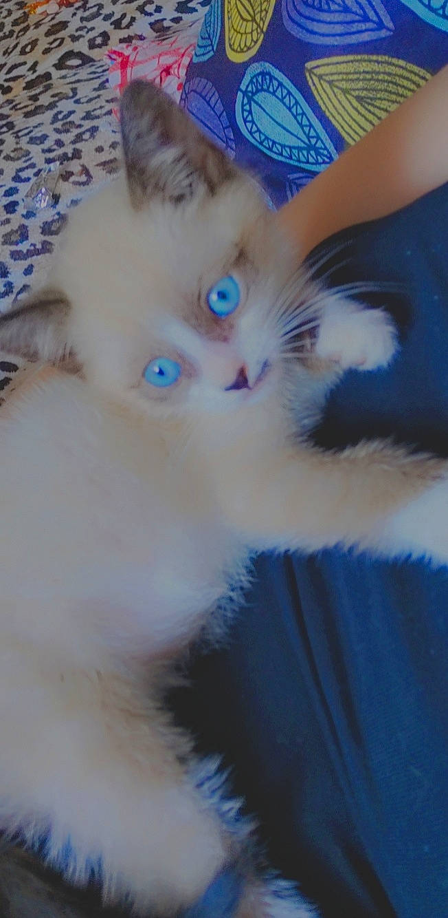 Moufasa a rejoint le concours — aidez-le/la à gagner de superbes lots ! blue, carnivore, cat, claw, domestic_short_haired_cat, ear, electric_blue, eye, fawn, felidae, fur, hair, head, paw, small_to_medium_sized_cats, snout, tail, whiskers