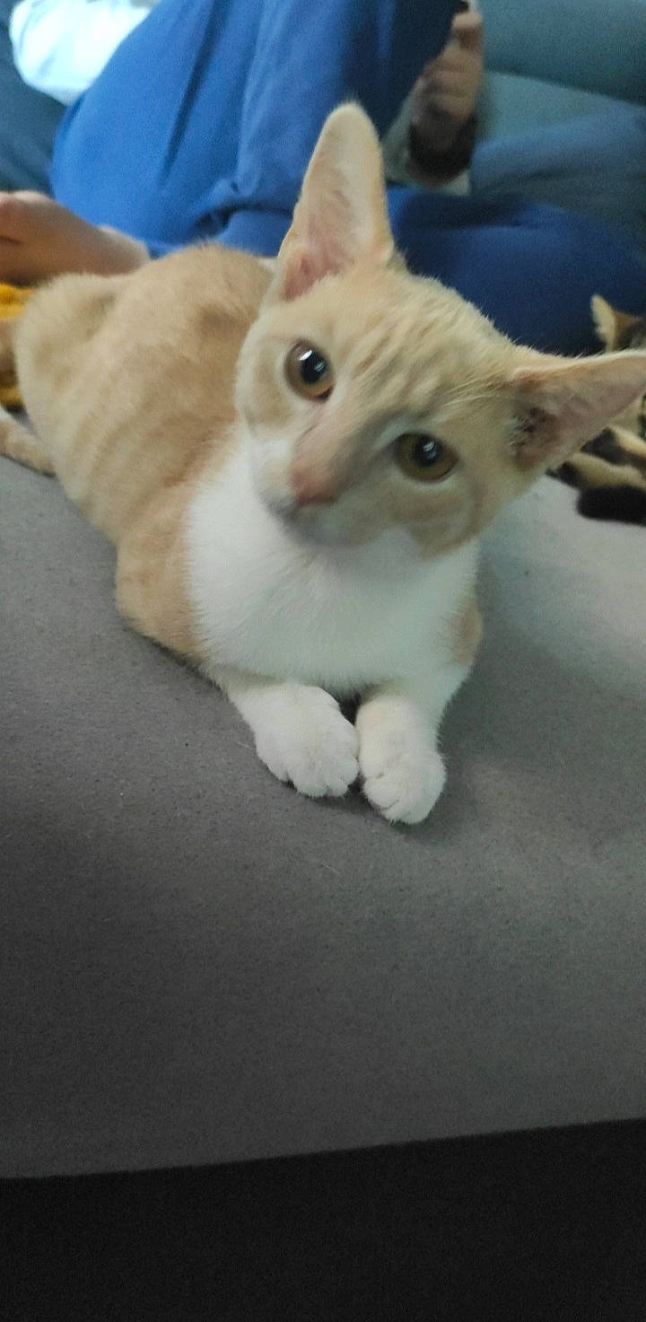 Roukin a rejoint le concours — aidez-le/la à gagner de superbes lots ! carnivore, cat, claw, domestic_short_haired_cat, ear, eye, fawn, felidae, fur, paw, photo_caption, small_to_medium_sized_cats, snout, tail, whiskers