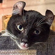 Mouse joined the competition — help win amazing prizes! cat, close_up, black_cat, white_whiskers, green_eyes, curious, pet, animal, feline, whiskers, ear, face, indoor, texture, fabric, looking, cute, domestic_animal, mammal, portrait